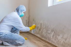 Best Water Damage & Mold Remediation in USA